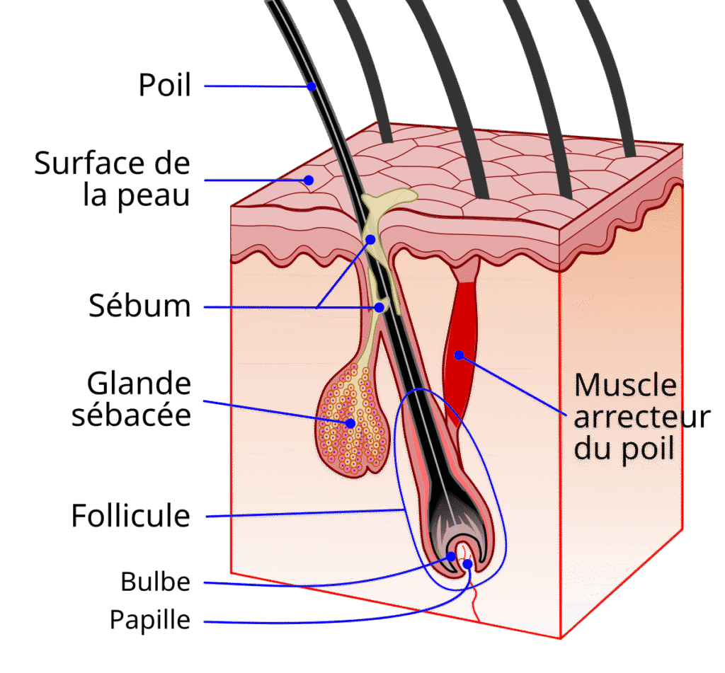 anatomie du poil pour electrolyse freed