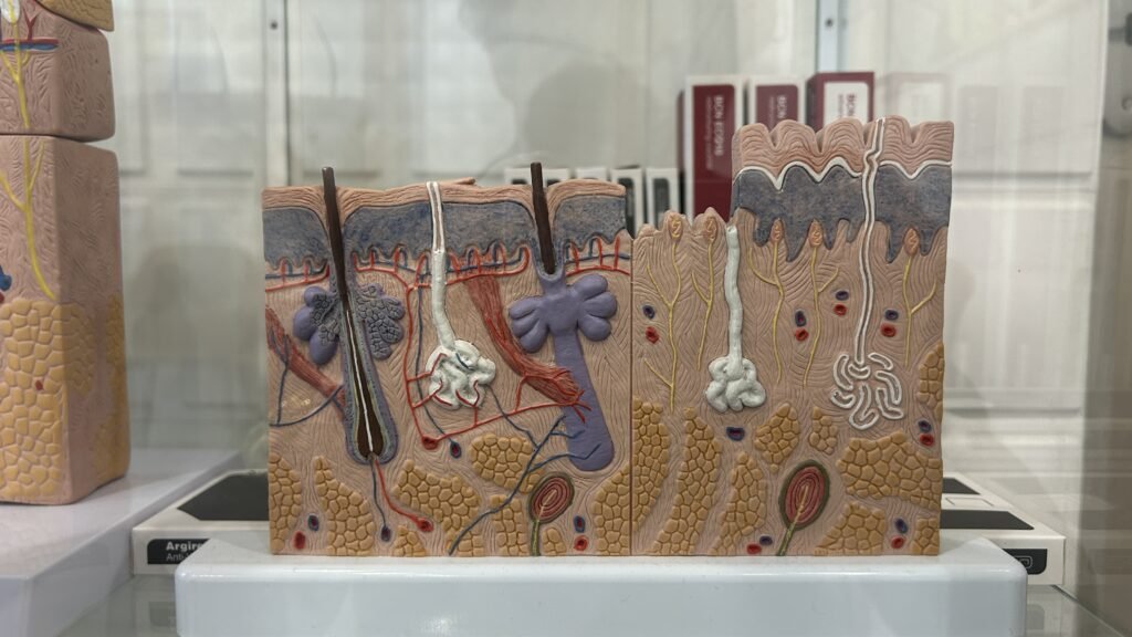 Poils Freed épilation thermolyse